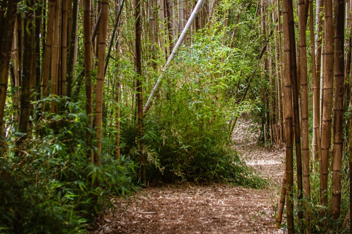 高阳山竹海小径 — 阳光透过竹叶的斑驳光影