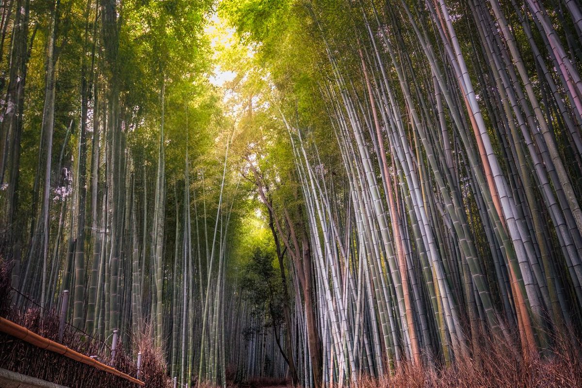万亩竹海 — 遮天蔽日的毛竹林形成天然穹顶